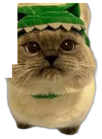 Gussy, ready to be petted